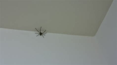 房間全身鏡擺放 家裡一直出現蜘蛛
